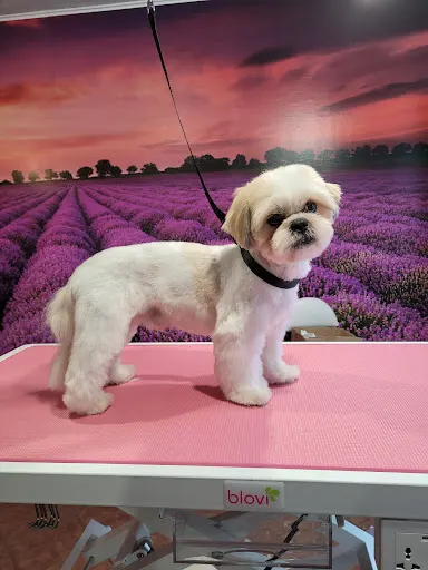 Molly Studio Groomingu